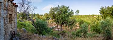 Schon bei meinem ersten besuch in portugal ende der 90er jahre habe ich mich in das land verliebt. Ein Grundstuck In Portugal Kaufen