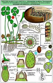 Image result for Marsilea macrocarpa