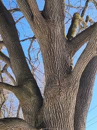 A very large little leaf linden Carmel New York