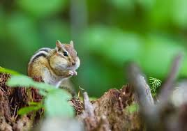 the life cycle of a chipmunk sciencing