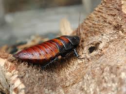 This was the legacy of 1975. Madagascar Hissing Cockroach Wikipedia