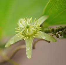 Image result for Passiflora suberosa