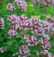 These families are concerned about their livelihood, health and safety. Oregano Dost Duftpflanzen Pflanzen Onlineshop Lichtenborner Krauter Bio Krauter Kaufen