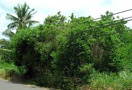 Image result for Colubrina asiatica