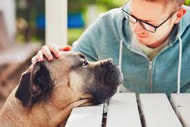 Coping with Losing a Pet: How to Grieve a Pet