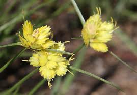Image result for Cyperus obtusiflorus
