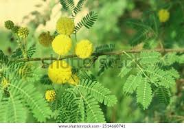 Image result for Embelia nilotica