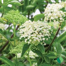Image result for Sambucus canadensis