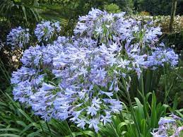 Planter hors gel ou quand elles ne sont plus à craindre, car elle est assez frileuse. 10 Astuces Pour Reussir Les Agapanthes