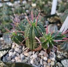 Image result for Euphorbia espinosa