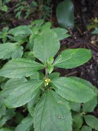Image result for Synedrella nodiflora