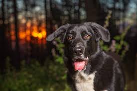 Full grown chocolate lab border collie mix. Border Collie Lab Mix Your Ultimate Guide To The Borador Dog