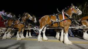 Check spelling or type a new query. Clydesdale Christmas Special 2016 Youtube