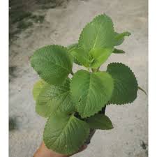 Cara tanam pokok bangunbangun baja milagro. Edible Herb Indian Borage Mexican Mint Cuban Oregano Pokok Bangun Bangun Pesticide In Polybag