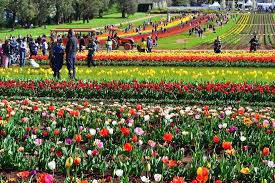 Tulip Festival Melbourne 2 Oceania Travel Melbourne Attractions Tulip Festival