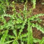 Image result for Chlorophytum gallabatense