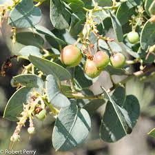 Image result for Maerua grantii