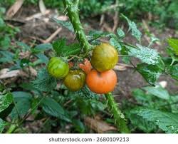 Image result for Solanum aculeatissimum