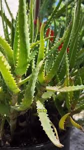 Image result for Euphorbia dawei