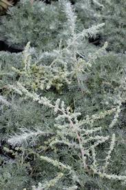 Image result for Pycnostachys parvifolia