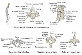 A diagram is a labeled graph over the vertex set n = {1, 2,. The Vertebral Column Anatomy And Physiology I