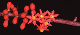 Image result for Plicosepalus amplexicaulis