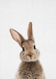 Image result for bunny