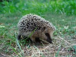 Construire Un Abri Pour Herisson Abri Herisson Abris Pour Animaux Abri