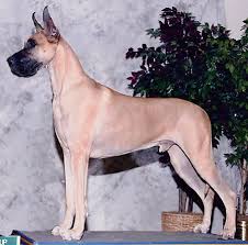 We also study pet food & nutrition as it makes a huge difference in our pets life! Odin Will Be This Beautiful One Day Great Dane Best Dogs Dane