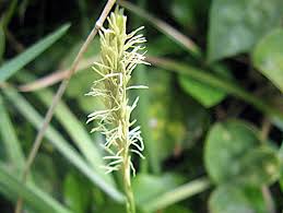 Image result for Carex mannii
