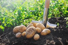 How deep do you plant potatoes in the garden. How To Grow Potatoes Tips And Advice On Potato Growing
