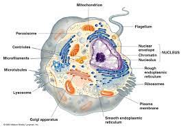 Maybe you would like to learn more about one of these? Biology 11 Topic 1 The Eukaryotic Cell