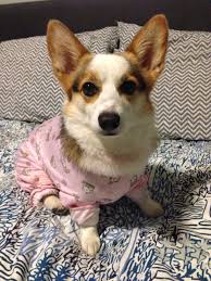 The Life Of Sophie Corgi Corgi Sleeping Corgi Clothes