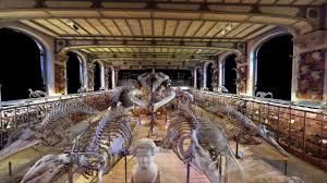 La main et le pied : Galerie De Paleontologie Et D Anatomie Comparee Museum National D Histoire Naturelle