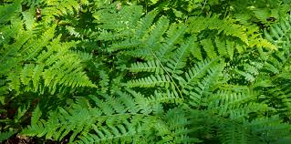Image result for Pteridium aquilinum