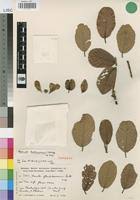 Image result for Monotes engleri