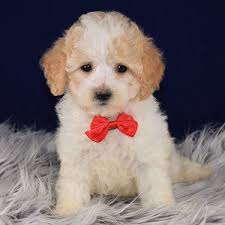 Best home raised zuchon pups in pa carolyn po box 624 adamstown pa 19501 phone: Maltipoo Puppies For Sale In Pa Maltipoo Puppy Adoptions