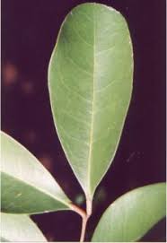 Image result for Xylocarpus