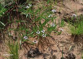 Image result for Pentanisia