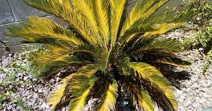We did not find results for: Xtremehorticulture Of The Desert How To Correct Yellowing Of Sago Palm