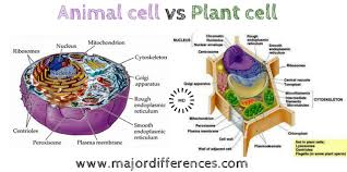 Plant Cell Vs Animal Cell Plant Cell Plant Cell Diagram Animal Cell