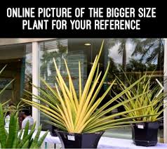 Image result for Sansevieria pearsonii