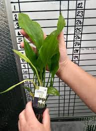 Image result for Nesaea spathulata