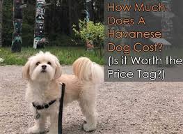 Soft, silky, and wavy shedding: How Much Does A Havanese Dog Cost Is It Worth The Price Tag Havanese Dogs Havanese Dogs