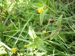 Image result for Acmella caulirhiza