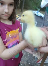 Distinguishing between a duckling and a gosling can be challenging,  especially for beginners. Here's a concise summary to