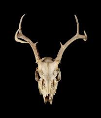 Jul 29, 2021 · details use amazon promo code to save 55% on this iphone fast charger. Deer Skull Wallpaper Antler Horn Head Deer Elk 679992 Wallpaperuse
