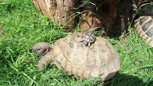 Kleine testudo marginata im glaskasten im haus halten, nehmt abstand. Schildkroten Zuchter Zuchter Fur Schildkroten Aus Deutschland