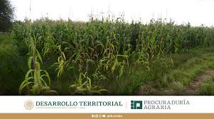 Sitio oficial de la procuraduría agraria. Procuraduria Agraria Pagraria Twitter