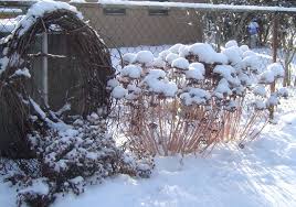 Sedum In Winter With Images Sedum Winter Outdoor